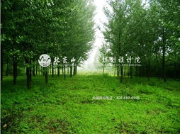 王院長帶隊赴河北平山縣生態莊園，開啟鄉村旅游規劃新篇章